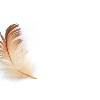 DNA Sexing; Feather