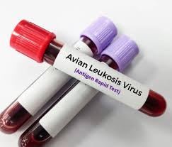 ALV Antigen Testing