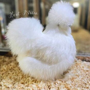Recessive White Silkie