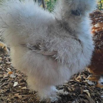 frizzle lavender silkie
