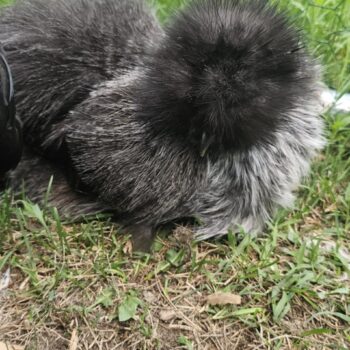 Silver partridge silkie