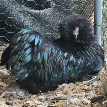 Black satin chicken - crockery creek silkies