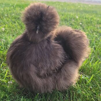 Photo of a Chocolate Silkie Chicken from Diva Girl Silkies and The Silkie Lab