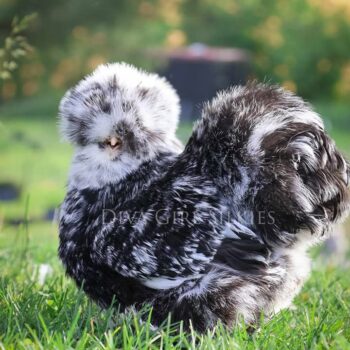 Diva Girl Silkies Mottled Silkie