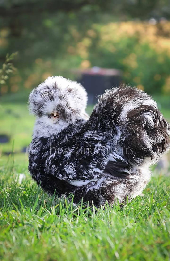 Diva Girl Silkies Mottled Silkie