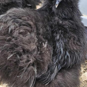 Smoky Black Silkie
