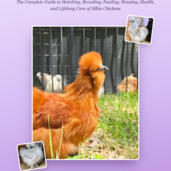 Raising Silkies: A Complete Care Guide