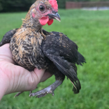 Young chicken held in hand for Creeper (Cp) gene DNA testing