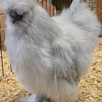 Lavender Silkie hen in the Lavender Silkie/Satin Frizzle pen