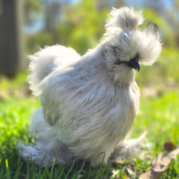 Hatching Eggs