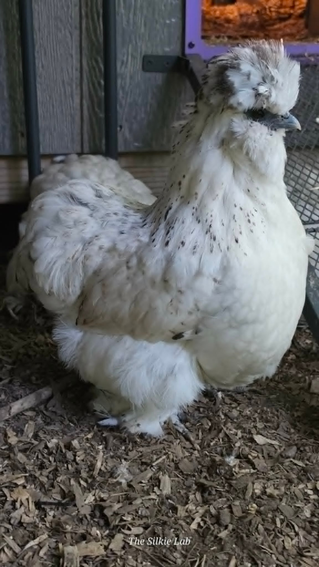 All Pens Mixed Dozen - Hatching Eggs - Image 18