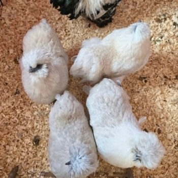 All Pens Mixed Dozen - Hatching Eggs