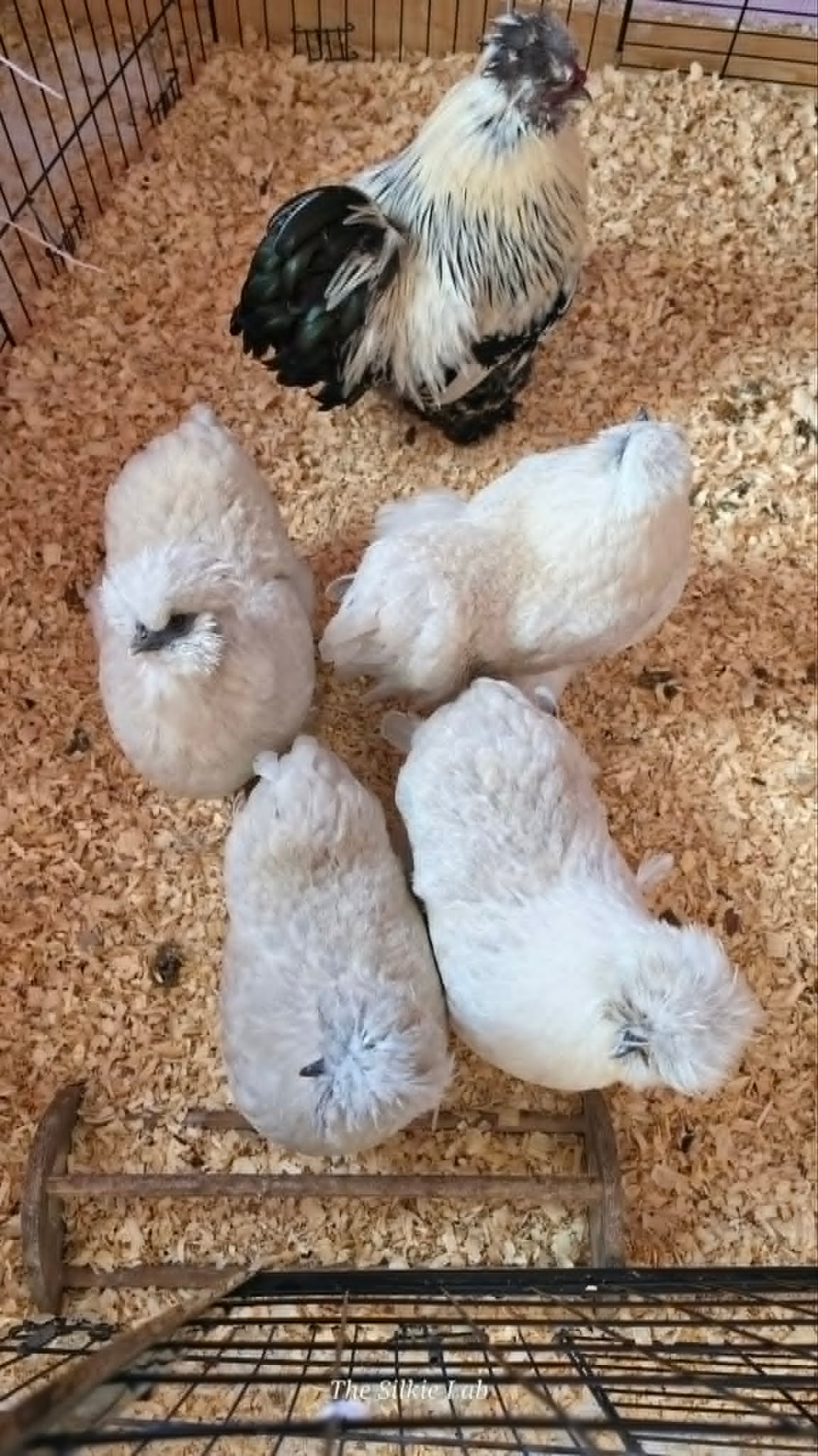 All Pens Mixed Dozen - Hatching Eggs