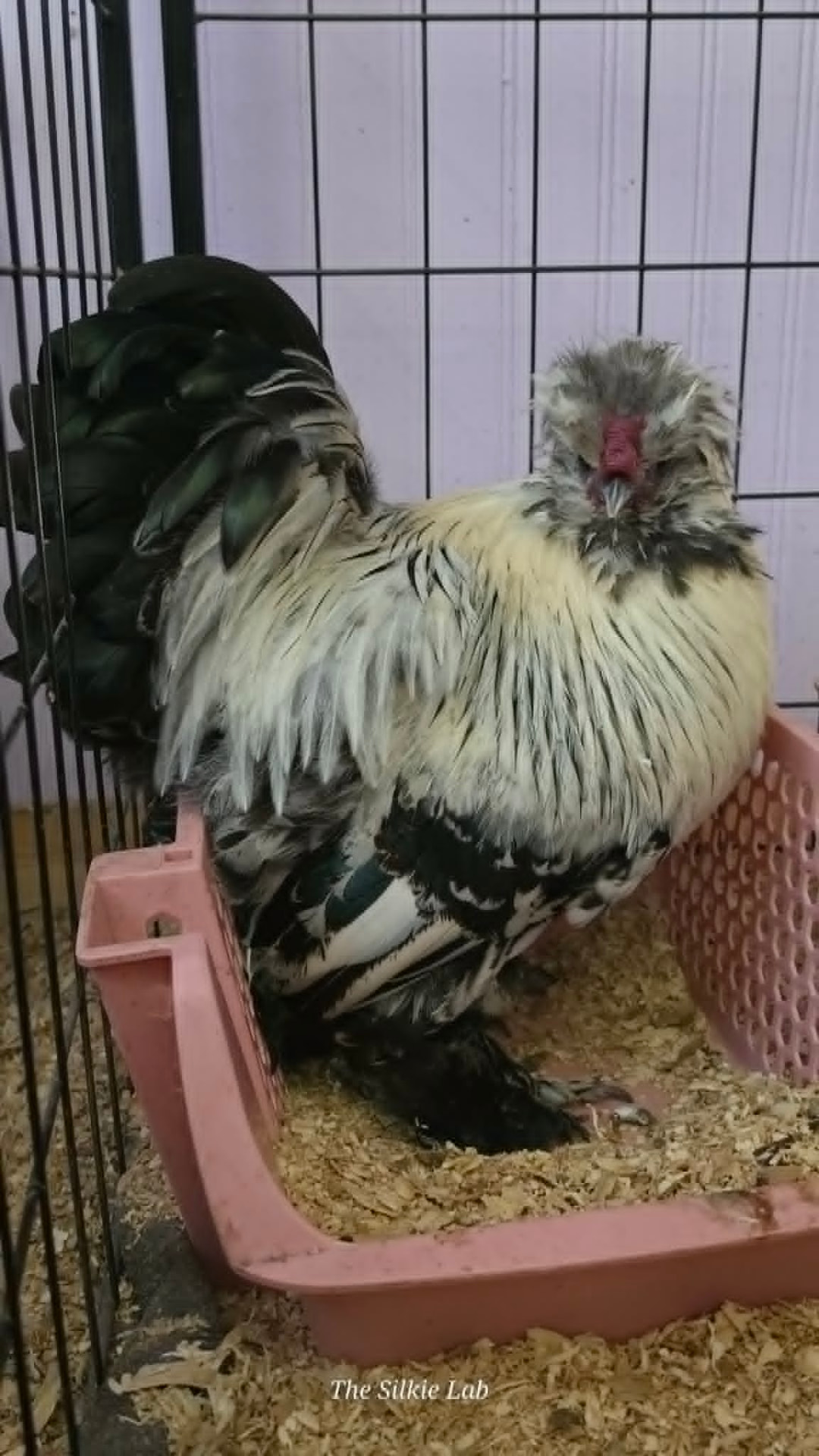 All Pens Mixed Dozen - Hatching Eggs - Image 20