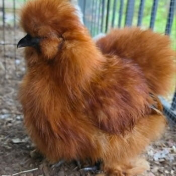 Red Silkie/Satin Frizzle Project Pen - Hatching Eggs