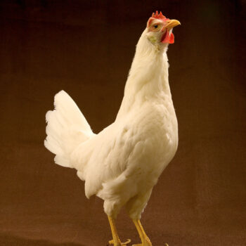 White Leghorn hen showing Dominant White plumage